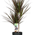 Dracaena Magenta 80cm mit Anthrazit-Topf Ø17cm Bild 1