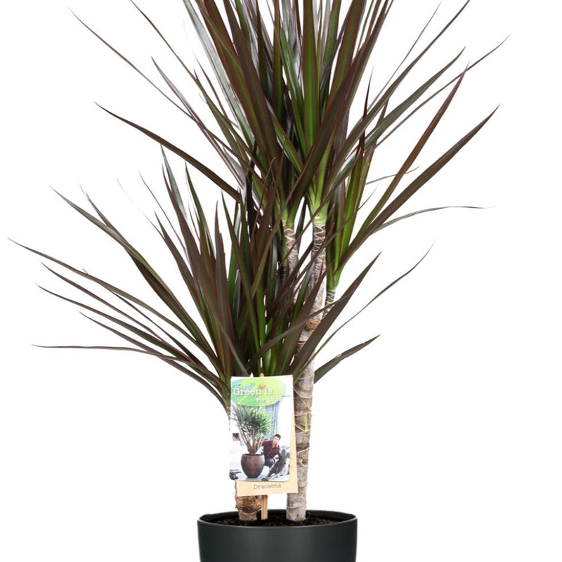 Dracaena Magenta 80cm mit Anthrazit-Topf Ø17cm