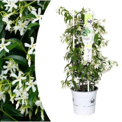 Stern von Venedig Jasmintraube 23cm Topf - Duftende Kletterpflanze