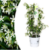 Stern von Venedig Jasmintraube 23cm Topf - Duftende Kletterpflanze Bild 1