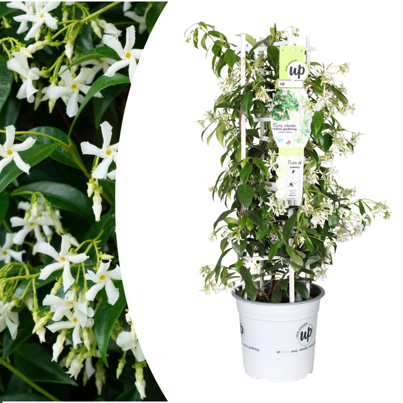 Stern von Venedig Jasmintraube 23cm Topf - Duftende Kletterpflanze