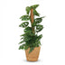 Monstera Adansonii Monkey Mask with Moss Pole & Basket Bild 2