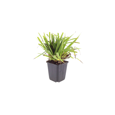 24x Wald-Hainsimse Luzula sylvatica, 10-25cm, Ø9cm