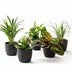 Green Second Chance Box: 6 Houseplants & Black Pots Bild 1