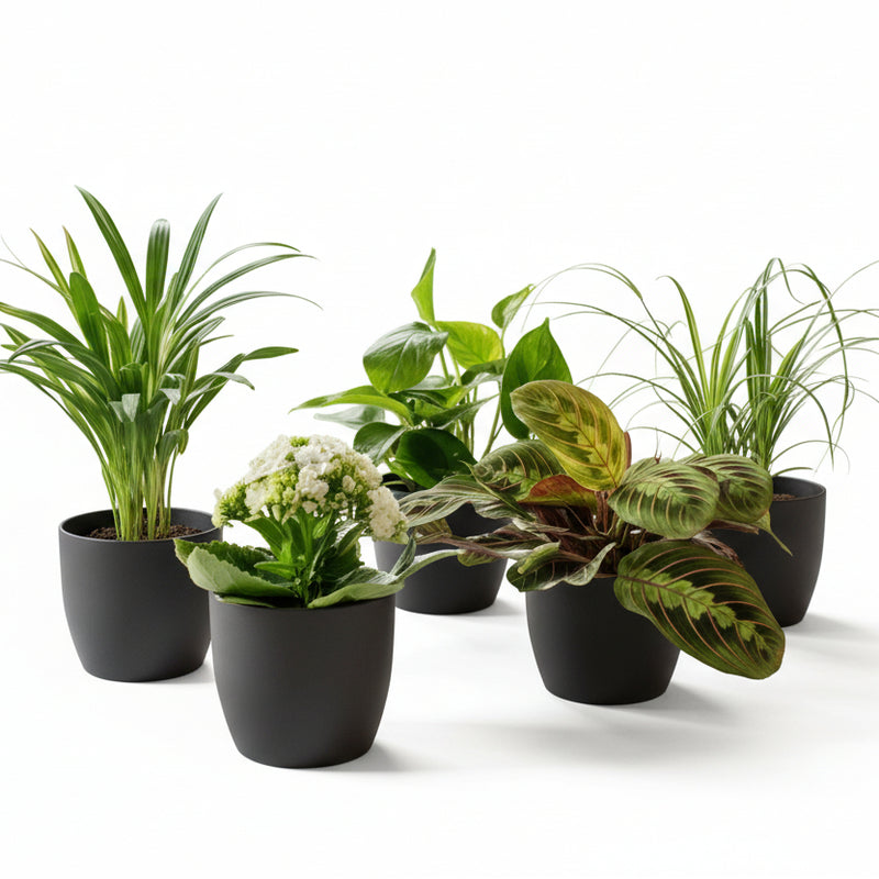 Green Second Chance Box: 6 Houseplants & Black Pots