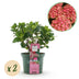 Hydrangea Magical Green Fire - 2 hydrangeas, 23cm pot, 55cm H Bild 1