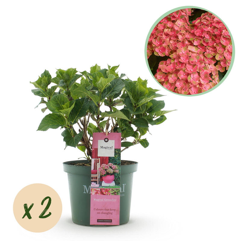 Hydrangea Magical Green Fire - 2 hydrangeas, 23cm pot, 55cm H