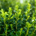 BetterBuxus Babylon Beauty: 4x Disease-Resistant Boxwood (1m) Bild 4