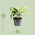 Calathea Orbifolia im 12cm Topf, 25cm hoch Bild 2