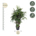 Rhapis Excelsa - Damenpalme, 200 cm Höhe, 34 cm Topfdurchmesser Bild 2