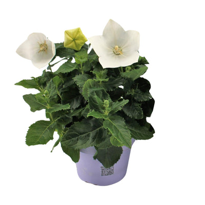 Ballonblume 'Platycodon Weiß' - Ø12cm Topf, 22cm hoch