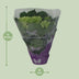 Endlose Hortensie 'Wit' - Ø14cm - ↕35cm, Blühende Zimmerpflanze Bild 3