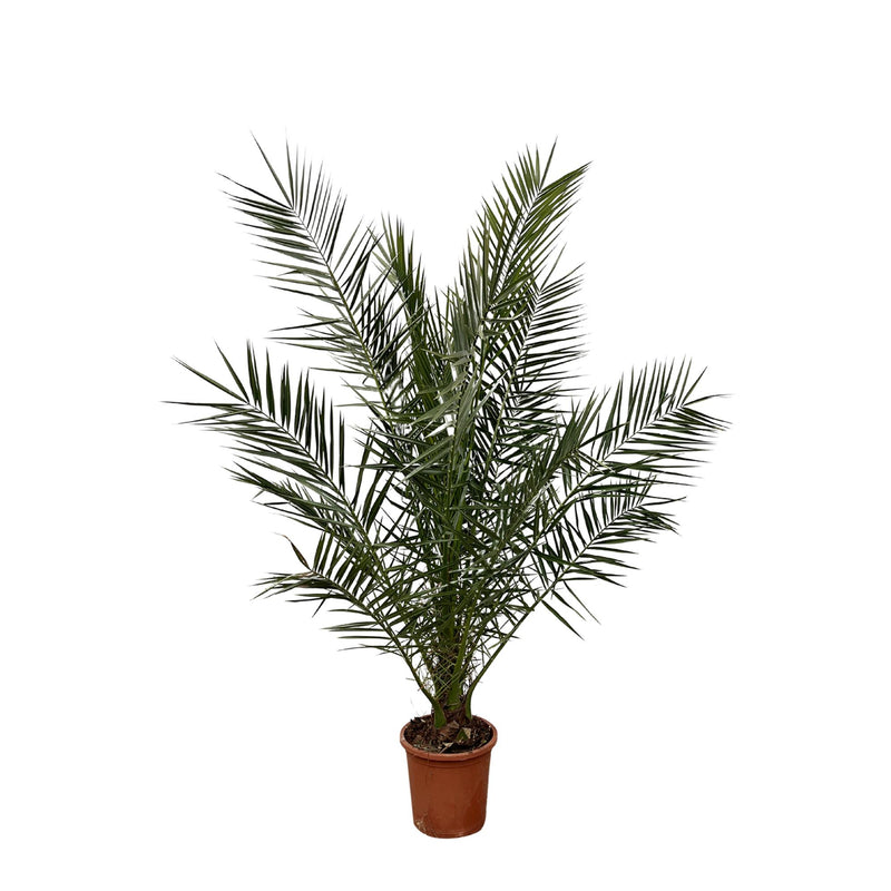 Kanarische Dattelpalme Phoenix Canariensis – 180 cm