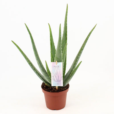 Aloe Vera P14 – Zierpflanze im 14cm Topf, 45cm hoch