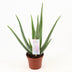 Aloe Vera P14 – Zierpflanze im 14cm Topf, 45cm hoch Bild 1