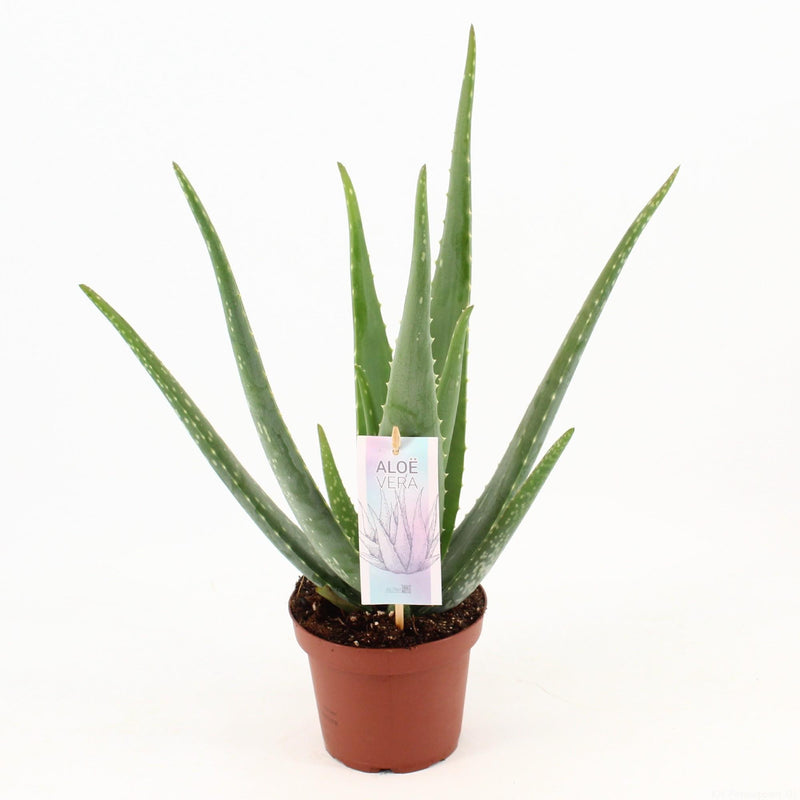 Aloe Vera P14 – Zierpflanze im 14cm Topf, 45cm hoch