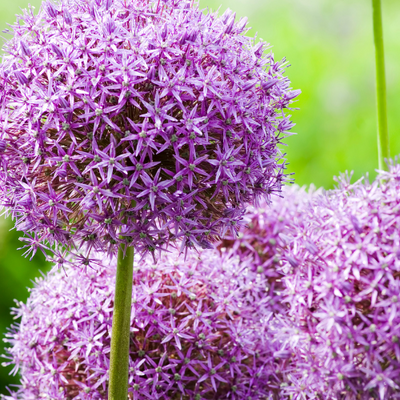 Allium 'Globemaster' Zwiebeln - 5 Stück für Ihren Garten