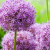 Allium 'Globemaster' Zwiebeln - 5 Stück für Ihren Garten Bild 2