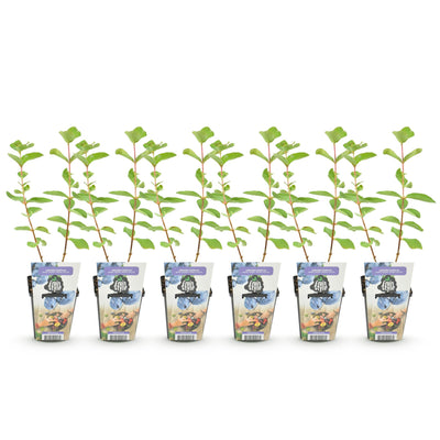 GreenboutiQ Honigbeere (Lonicera caerulea Kamtschatica), 6 Pflanzen