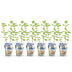 GreenboutiQ Honigbeere (Lonicera caerulea Kamtschatica), 6 Pflanzen Bild 2