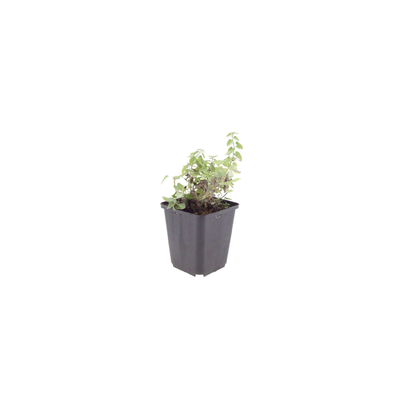 12x Katzenminze (Nepeta faassenii) - 10-25cm - Ø9cm