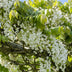 Wisteria 'Longissima Alba' - White Wisteria - Ø15cm - ↕65cm Bild 5
