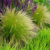 GreenboutiQ Ziergras Stipa tenuifolia Pony Tails, 50cm, Topf 17cm Bild 6