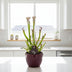 Sarracenia Farnhamii fleischfressende Pflanze, 40cm hoch, im 12cm Topf Bild 3