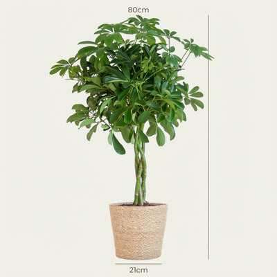 Schefflera 'Nora' im Seegras-Korb - 70cm - Ø21cm