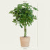Schefflera 'Nora' im Seegras-Korb - 70cm - Ø21cm Bild 2