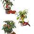 Red Harvest Vegetable Mix: Tomato, Bell Pepper & Chili (Ø 14 cm) Bild 2
