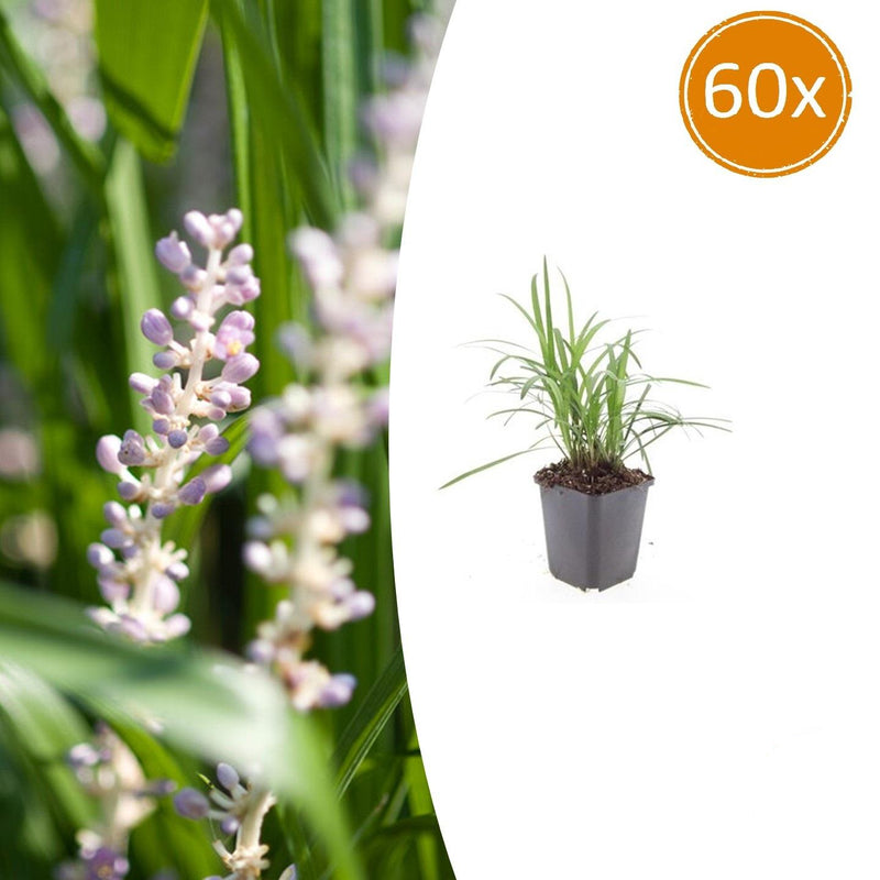 60x Liriope muscari 'Monroe White' – Immergrüne Eleganz für Ihren Garten