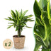 Green boutiQ - Zimmerpflanzen - Dracaena fragrans Golden Coast - Drachenbaum - Wenig Pflege - mit Korb - Bunt - 2 Pflanzen - Topf 17cm - Höhe 50-55cm Bild 1
