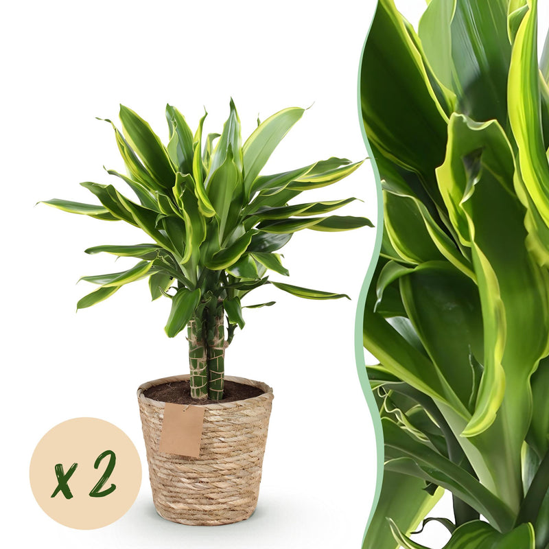Green boutiQ - Zimmerpflanzen - Dracaena fragrans Golden Coast - Drachenbaum - Wenig Pflege - mit Korb - Bunt - 2 Pflanzen - Topf 17cm - Höhe 50-55cm