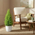 Cupressus Gold Crest Wilma – easy-care indoor conifer in a white pot Bild 5