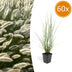 Ziergras 'Hameln' (Pennisetum alopecuroides) im 9cm Topf, 10-25cm hoch Bild 1
