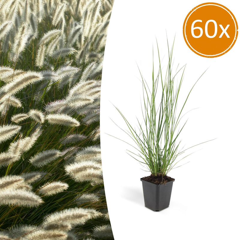 Ziergras 'Hameln' (Pennisetum alopecuroides) im 9cm Topf, 10-25cm hoch