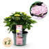 Green Boutique: Hydrangea Magical Revolution Pink, 2 plants, 55cm Bild 1