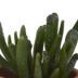 Sukkulenten-Mischung 5,5 cm - 5er Set im Terrakottatopf Bild 5