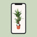 Yucca plant in a 21cm pot, approx. 90cm high Bild 5