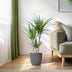 Dracaena Marginata (Drachenblutbaum) 95cm mit grauem Topf Bild 5