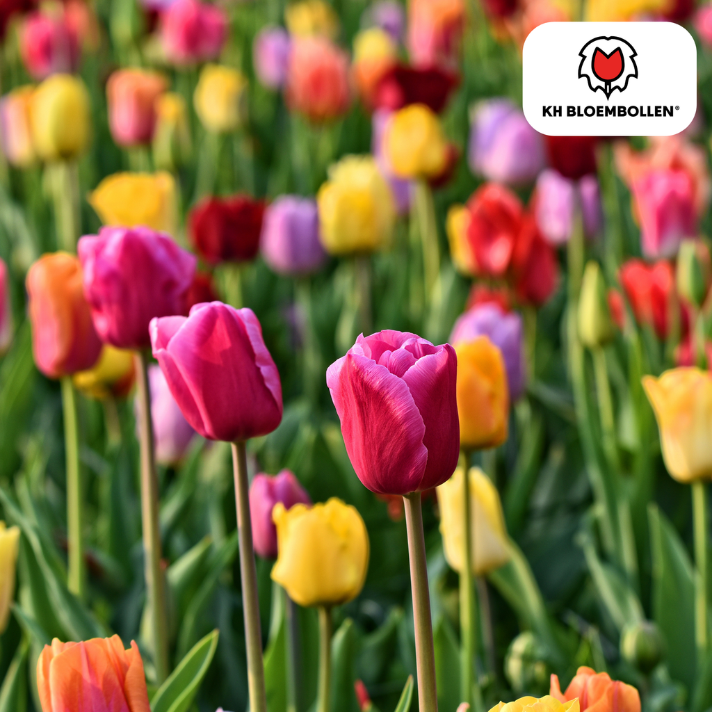 Tulpenbollen Mix – 20 Stuks | KH Bloembollen® | Kleurrijke Tulpenmix – Perfect voor Tuin of Pot – Maat 11/12 – Vers van de Teler
