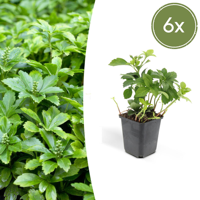 Pachysandra 'Green Carpet' - 6er Pack Bodendecker (10-25cm)