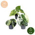 3x Alocasia Tricolour Variegata Babypflanzen Ø6cm Bild 5