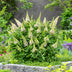 Buddleja Butterfly Candy Little White - Butterfly Bush, compact, white Bild 5