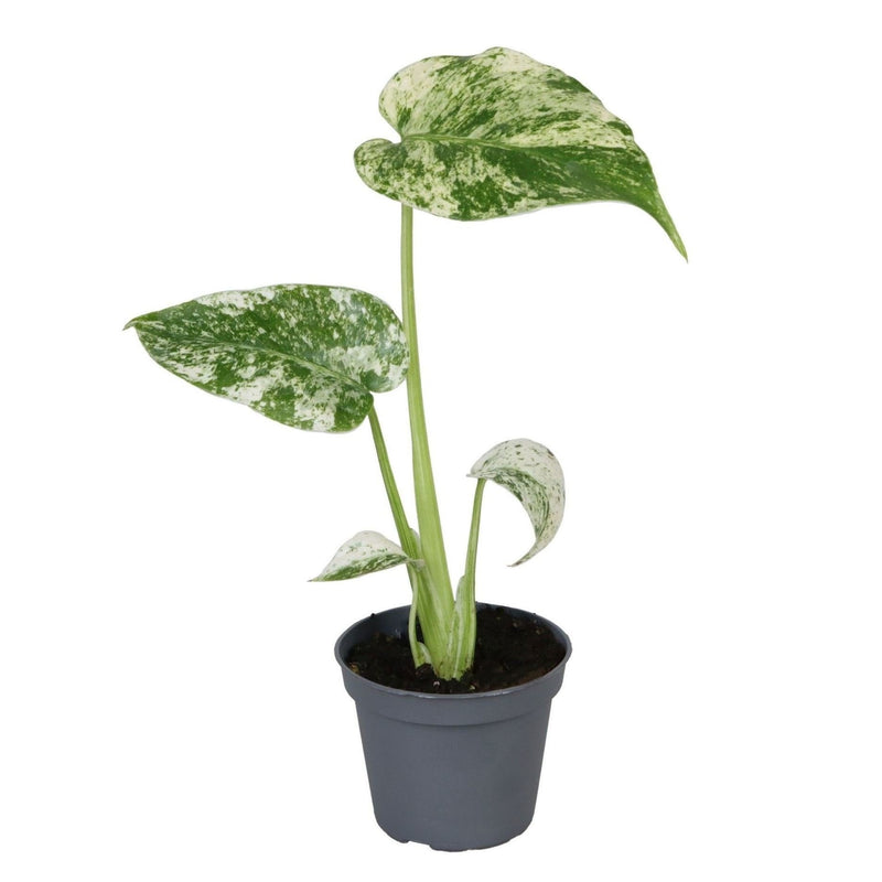 Monstera Deliciosa Mint Variegated – Tropische Schönheit (Ø6cm, ↕18cm)