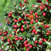 60x Creeping Juniper 'Cotoneaster dammeri' 10-25cm, Ø9cm Bild 5