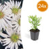 24x Aster ageratoides 'Ashvi' - 10-25cm hoch, 9cm Topf Bild 1