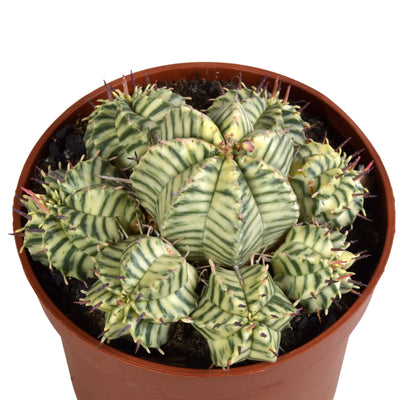 Euphorbia meloformis variegata Ton - 10,5cm - Einzigartige Zimmerpflanze