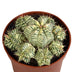 Euphorbia meloformis variegata Ton - 10,5cm - Einzigartige Zimmerpflanze Bild 2